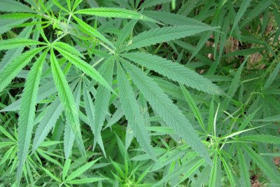 Cannabis sativa (marijuana plants).