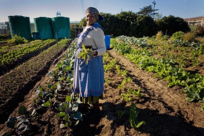 Philipina Ndamane holds up some of the vegetables she has grown in the Abalama Bezehkaya garden in Guguletu, Cape Town (file photo).