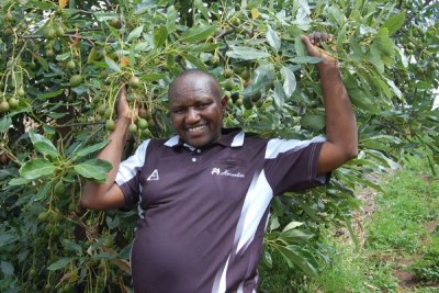 A farmer, Michael Wang’ombe, inspecting his avocado farm at Turi in Elburgon, Nakuru County.