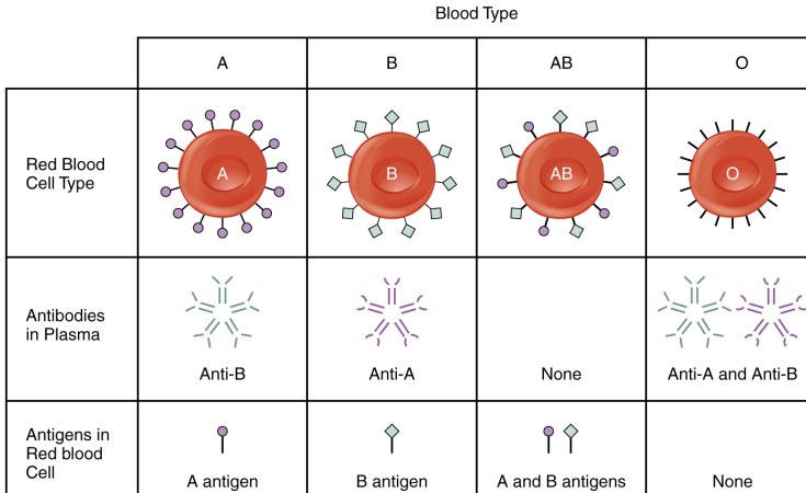 Africa Blood Groups And Their Antibodies Are Being Explored