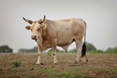In Senegal, improved N’Dama cattle produce more meat and milk.