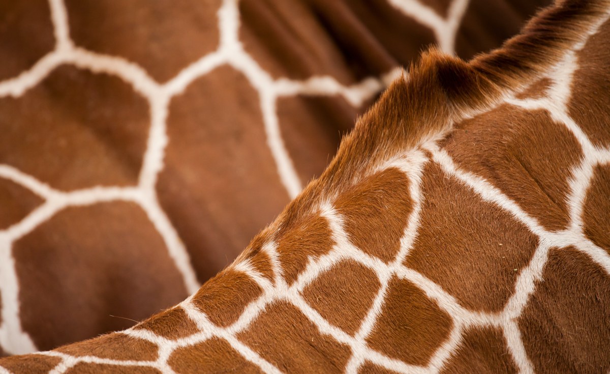 Photo of Namibia: Giraffen mit GPS-Technologie ausgestattet