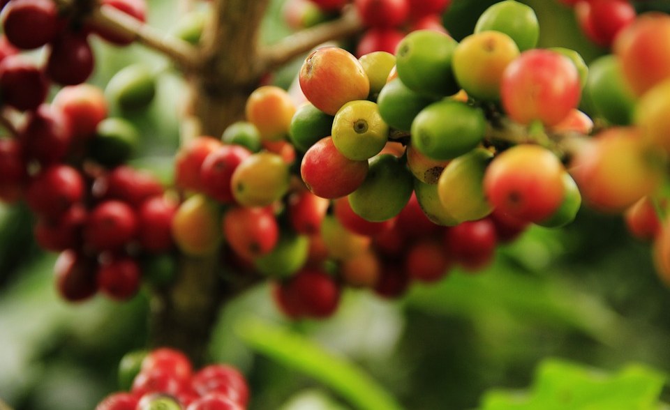 Uganda: Coffee Farmers Call for More Funding