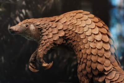 Despite being heavily protected, the pangolin is trafficked more than any other mammal in the world (file photo).