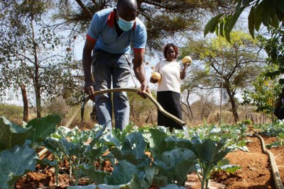 Benedict Manyi nurses his kale crops, using harvested water pulled from his farm pond with a solar pump, in Makueni County, Kenya, August 3, 2021.