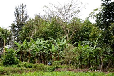 Agroforestry in Masaka, Uganda (file photo).