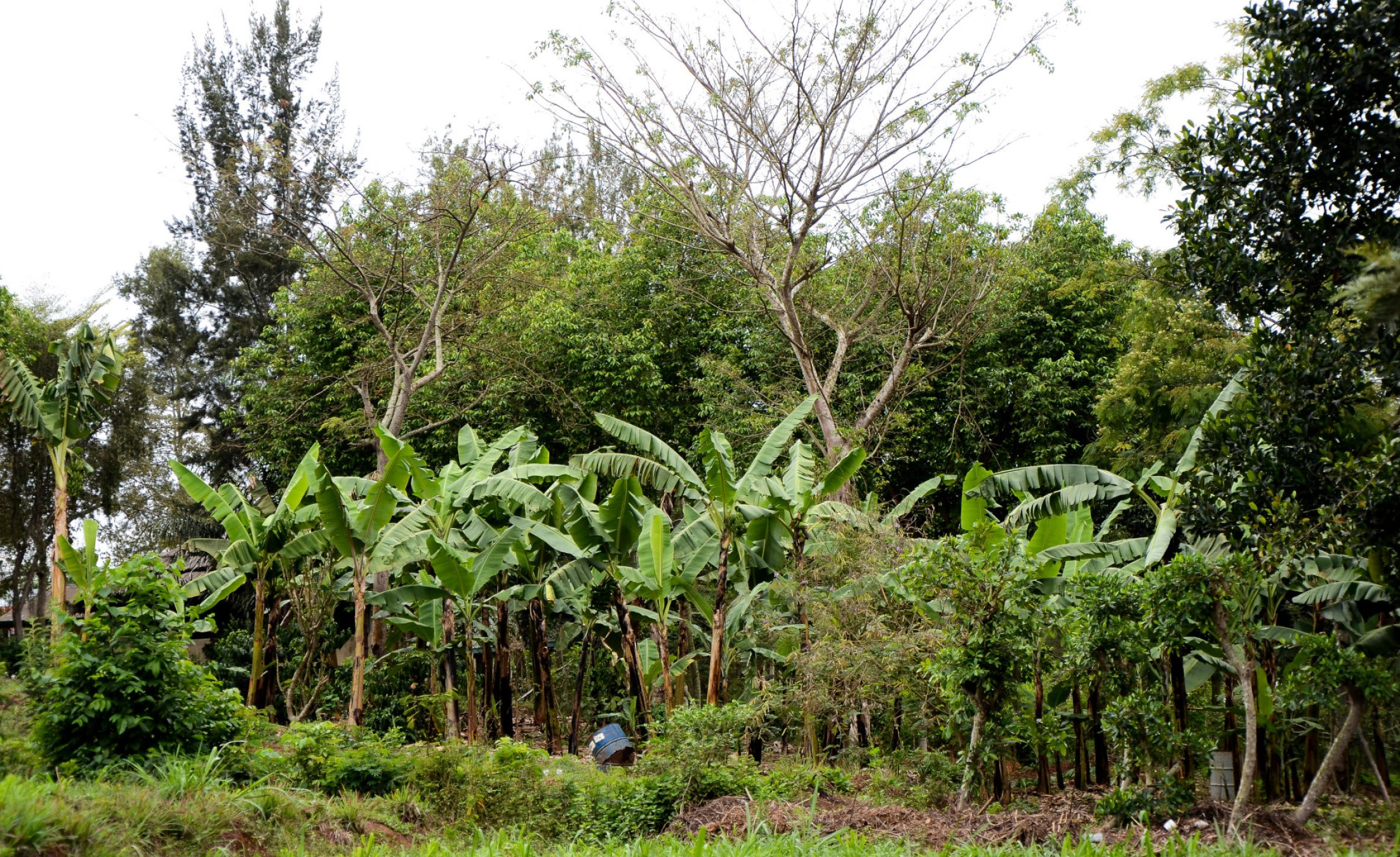 Africa: How Farmers Use Agroforestry to Fight #AfricaClimateCrisis