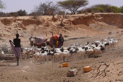 Pastoralists in the Somali region (file photo).