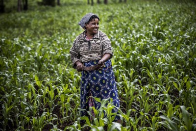 Grâce à un projet de la FAO enseignant l'agriculture de conservation, cette agricultrice kenyane acquiert un savoir-faire qui l'aidera à mieux faire face aux sécheresses et autres chocs. (Illustration)