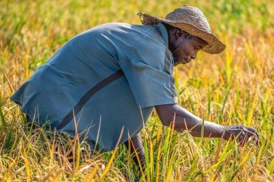 A farmer tends his crops in a field in Nigeria (file photo).