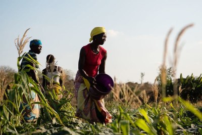 Membres de la communauté travaillant ensemble dans leurs champs dans le village d'Inhaminga, province de Sofala. (photo d'archives)
