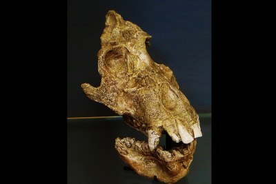 Fossil of Afropithecus, an extinct mammal.