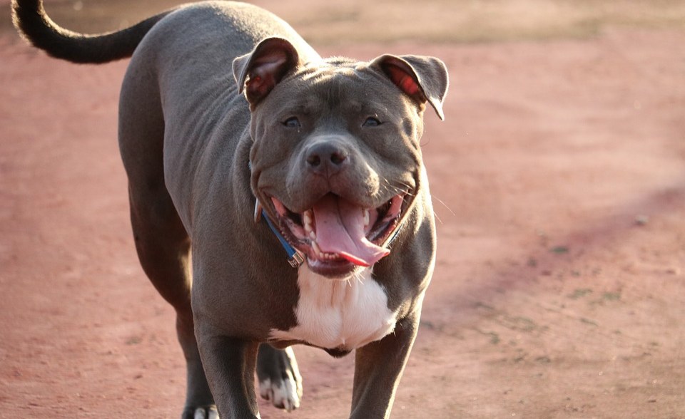 Spca pitbull deals