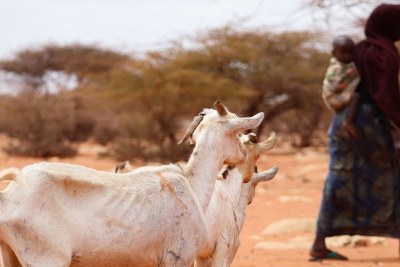 Millions of people in the Horn of Africa are facing food shortages due to the worst drought in 40 years and rising global food costs.