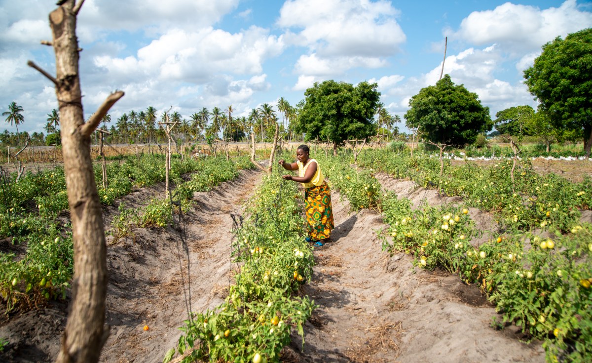 Africa: Agricultural or Food Systems Transformation - What's The Difference  And Why It Matters - allAfrica.com