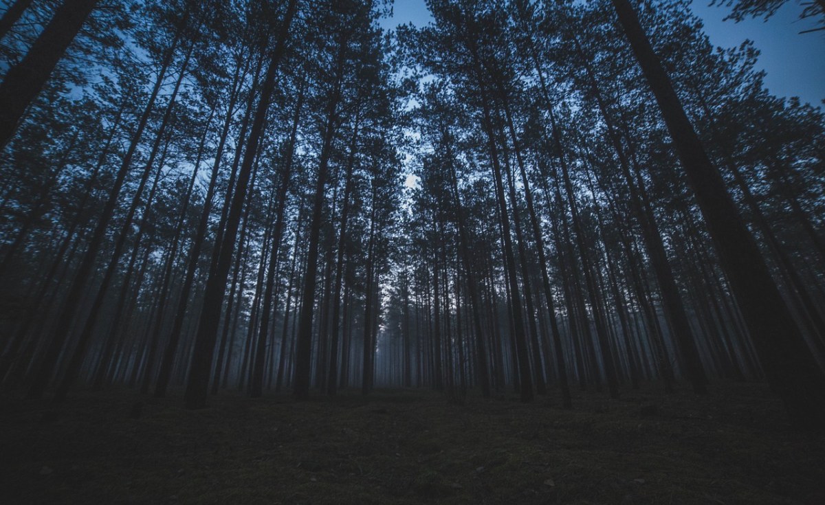 South Africa: A Mystery Disease Hit South Africa’s Pine Trees 40 Years Ago – New DNA Technology Has Found the Killer