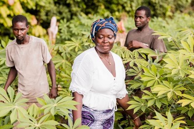 Hortense N'Cho, bénéficiaire d'un certificat foncier, dans son champs de manioc, à Aboisso, Sud-est de la Côte d'Ivoire.