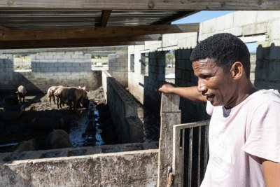 Pig farmer Selvyn Simons lost 16 pigs.